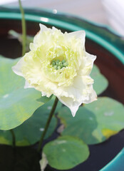 Beautiful lotus flowers in an outdoor pond