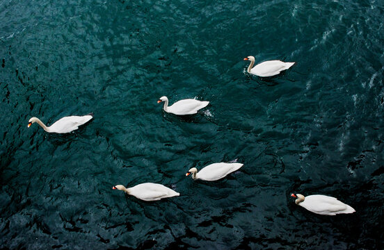 Swans in the Limmat river, Zurich, Switzerland, Europe 