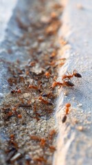 Ants foraging