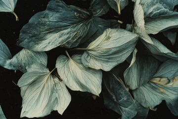 Dried leaves, muted colors