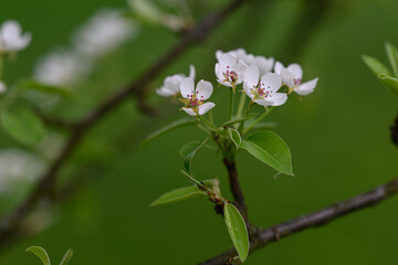 White pear tree flowers on a branch.
