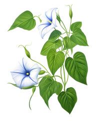 Delicate Morning Glories: Floral Illustration on a Deep Black Background