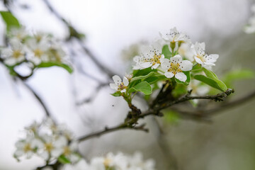 White pear tree flowers on a branch.
