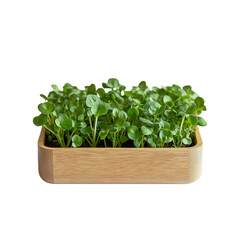 Naklejka premium Fresh Microgreens in Wooden Planter Box