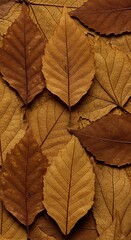Fototapeta premium Autumn's Embrace: Warm Brown Leaves Texture