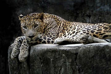 portrait of a leopard lying on the floor