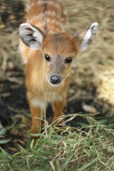 portrait of a cute sitatunga