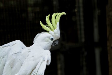 portrait of a yellow-crested cockatoo