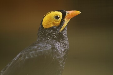 expression of a mino dumontii bird