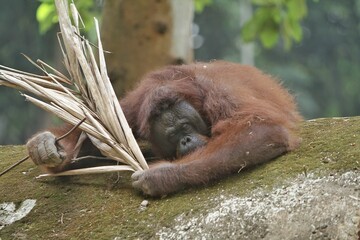 an orangutan lying on a rock holding a dry coconut leaf