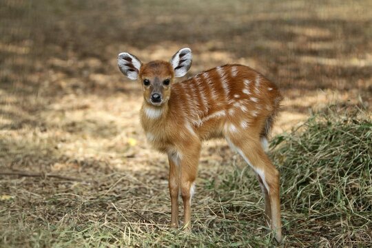 portrait of a cute sitatunga