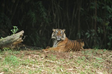 Sumatran tiger lying on the ground during the day