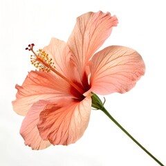 Peach Hibiscus Flower Blossom Isolated On White Background Macro Studio Shot