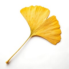 Naklejka premium Golden Ginkgo Leaf Isolated On White Background Botanical Minimalism