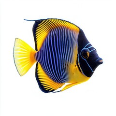 Naklejka premium Vivid Blue Yellow Tang Fish on Pristine White Backdrop