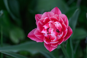 Beautiful pink multi-petaled tulip flower.
