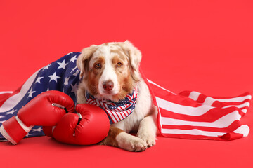 Cute dog with USA flag and boxing gloves on red background. Independence Day celebration