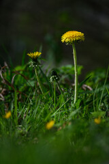 Yellow dandelion flower growing in the lawn.
