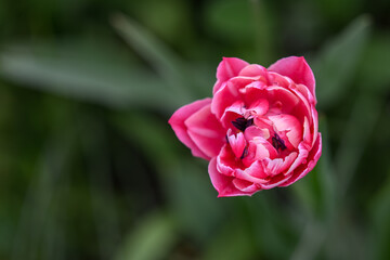 Beautiful pink multi-petaled tulip flower.

