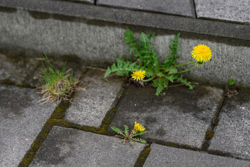 Yellow dandelion flower growing in the sidewalk.
