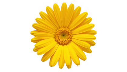 Bright Yellow Flower Blossom Radiating Cheerfulness and Energy