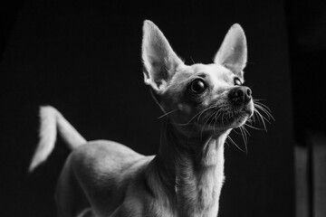 Argos: Perrito Chihuahueño b&w