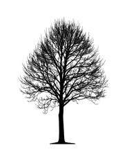 Obraz premium Elegant Silhouette of a Leafless Tree Branches Against a White Background