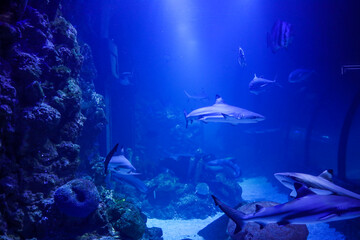 Sea turtle swimming gracefully in a large aquarium tank, surrounded by coral reefs and various fish species in deep blue water