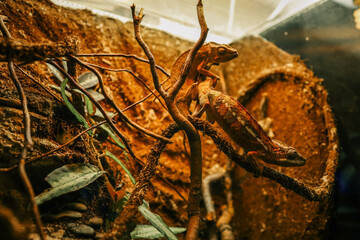 Two colorful chameleons climbing on tangled branches inside a terrarium, surrounded by dry leaves and tropical vegetation in a warm, earthy environment
