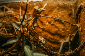 Two colorful chameleons climbing on tangled branches inside a terrarium, surrounded by dry leaves and tropical vegetation in a warm, earthy environment