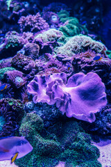 Vibrant coral reef underwater with various soft and hard corals in shades of purple and green, surrounded by tiny tropical fish in a deep blue aquarium environment