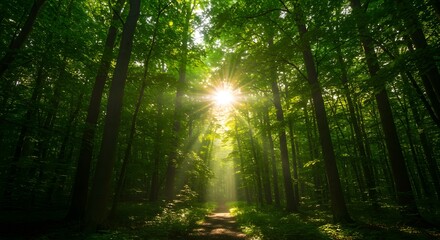 Sun Rays Shining Through Green Forest Canopy with Path