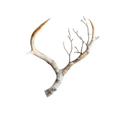 Obraz premium Antler with Winter Branches - Nature Still Life