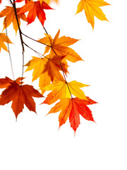 falling maple autumn leaves close up on white isolated background