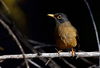 patagonian thrush (turdus falklandii), bird of argentine patagonia