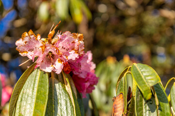 Rhododendron flowers on the huge tree in Himalayas. Spring red flowers of Rhododendron tree in blossom in Nepal on the trekking route in Himalaya mountains