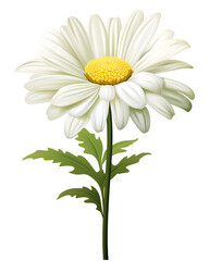 Fototapeta premium Elegant daisy flower illustration against a stark black backdrop creating visual contrast