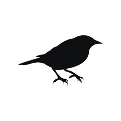 vector illustration of a crow