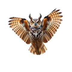A great horned owl spreading its wings as it prepares to fly, isolated on white background