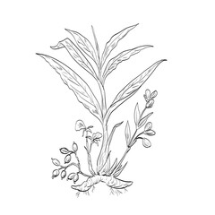 Drawing sketch style illustration of a Elettaria cardamomum, green cardamom or true cardamom, a herbaceous perennial plant in the ginger family used as spice or herb done in black and white line art. 