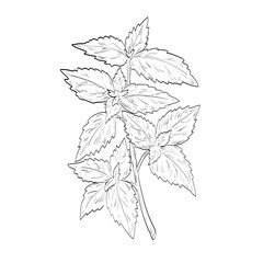 Drawing sketch style illustration of a Nepeta cataria, catnip or catmint, a species of the genus Nepeta in the mint family used as spice or herb done in black and white line art. 
