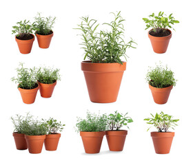 Different aromatic herbs in clay pots isolated on white, set
