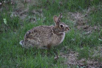 rabbit in the field