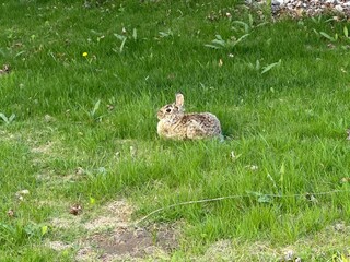 rabbit in the grass