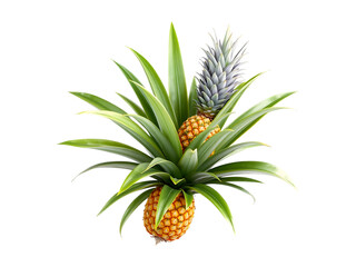Obraz premium Two Pineapples with Lush Green Leaves on Transparent Background