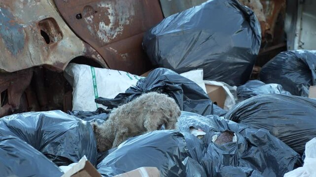 perro peque&ntilde;o comiendo basura en basural