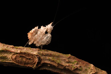 Unicorn Mantis (Ceratomantis saussurii) is a species of praying mantis native to Myanmar, Thailand,...