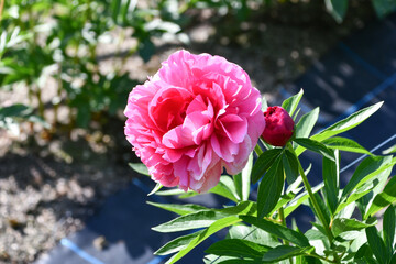 シャクヤク「ベスボクストース」