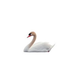 Obraz premium Elegant White Swan on Transparent Background - Graceful Waterfowl Portrait