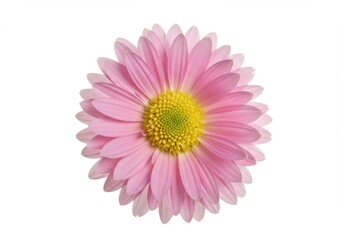 Obraz premium A single pink chrysanthemum with a yellow center isolated on white background